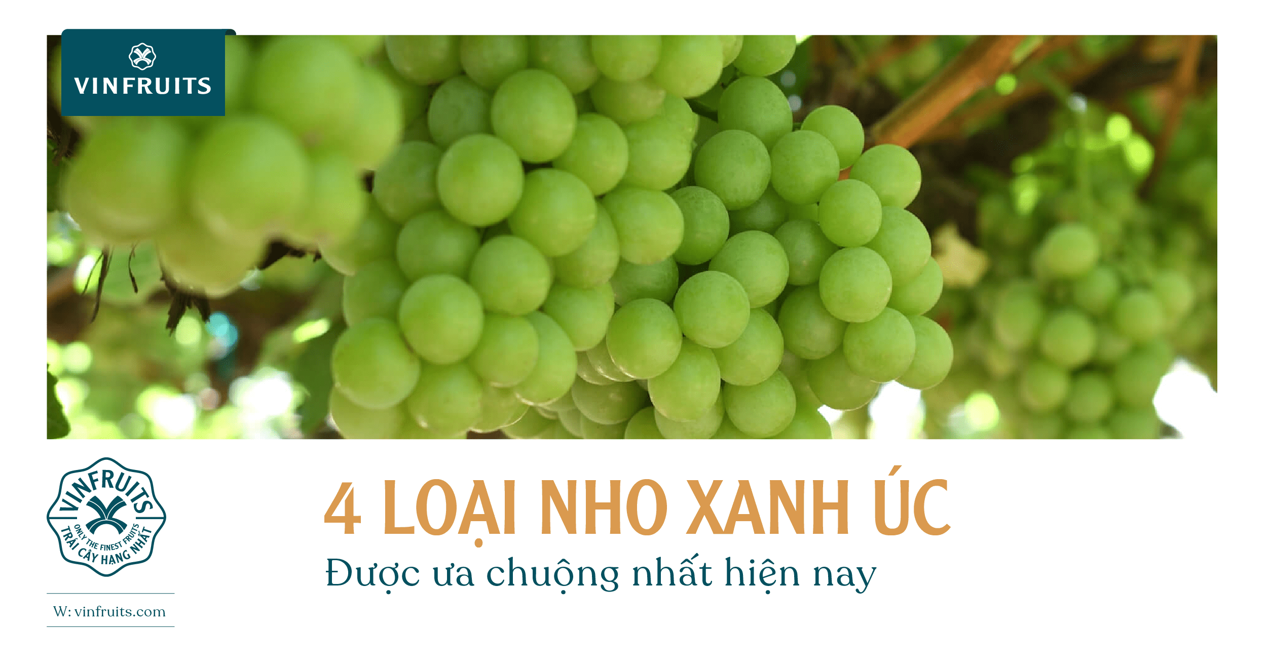 4 loại nho xanh Úc được ưa chuộng nhất hiện nay