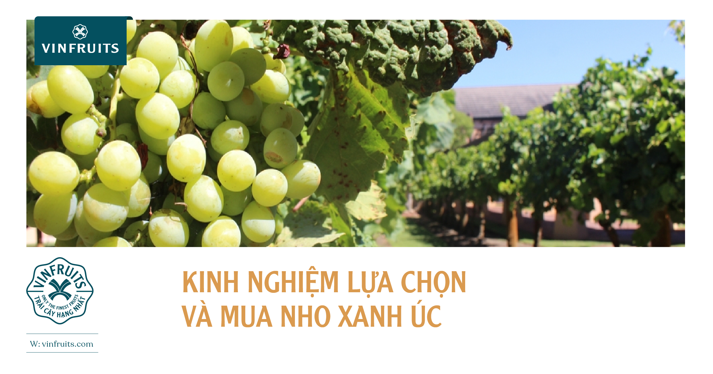 Kinh nghiệm lựa chọn và mua nho xanh Úc