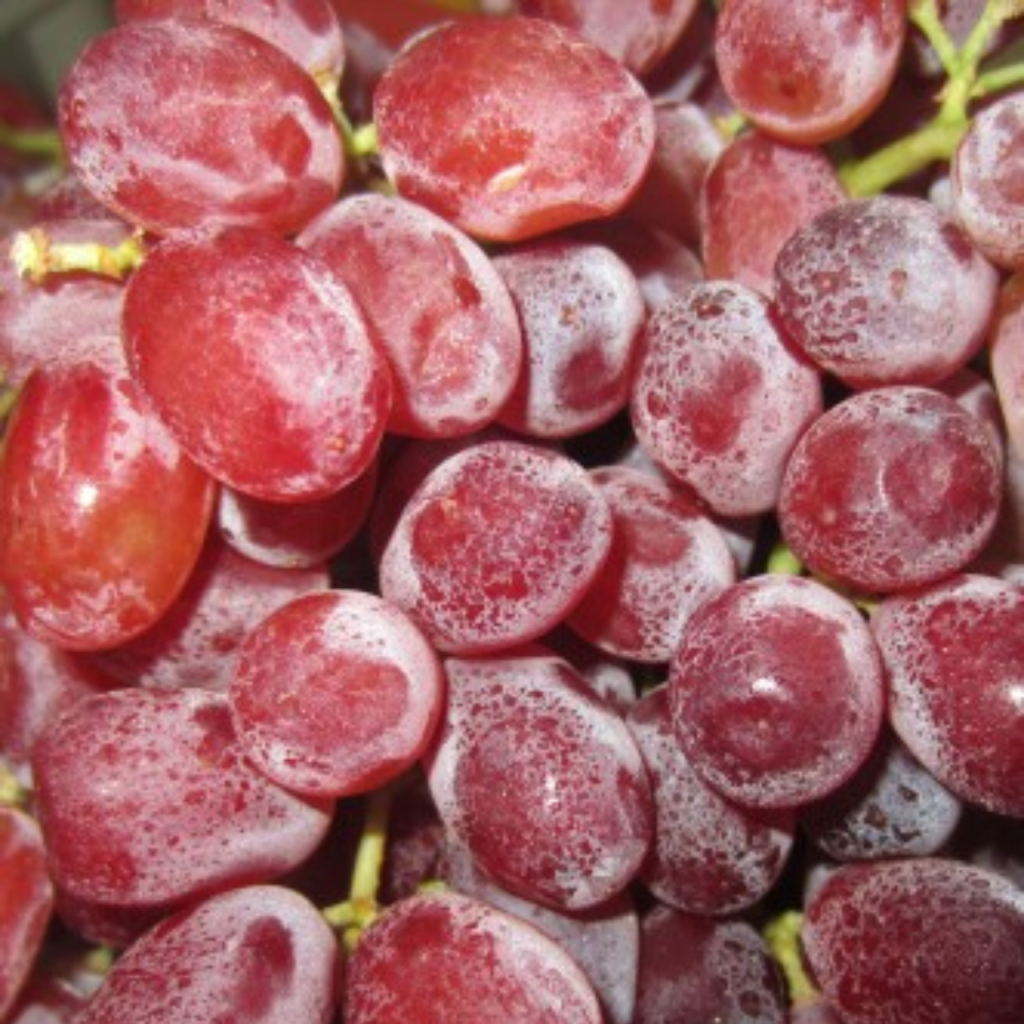 Nho Đỏ Mỹ