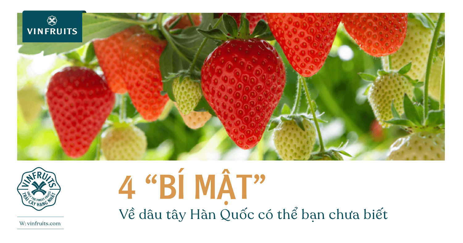 4 “bí mật” về dâu tây Hàn Quốc có thể bạn chưa biết