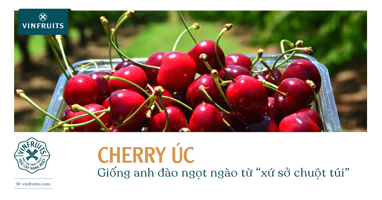 Cherry Úc – Giống anh đào ngọt ngào từ “xứ sở chuột túi”