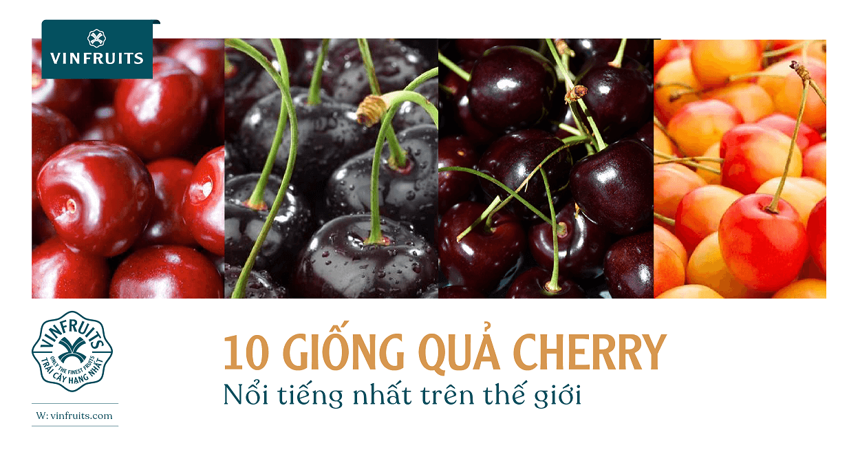 10 giống quả cherry nổi tiếng nhất trên thế giới