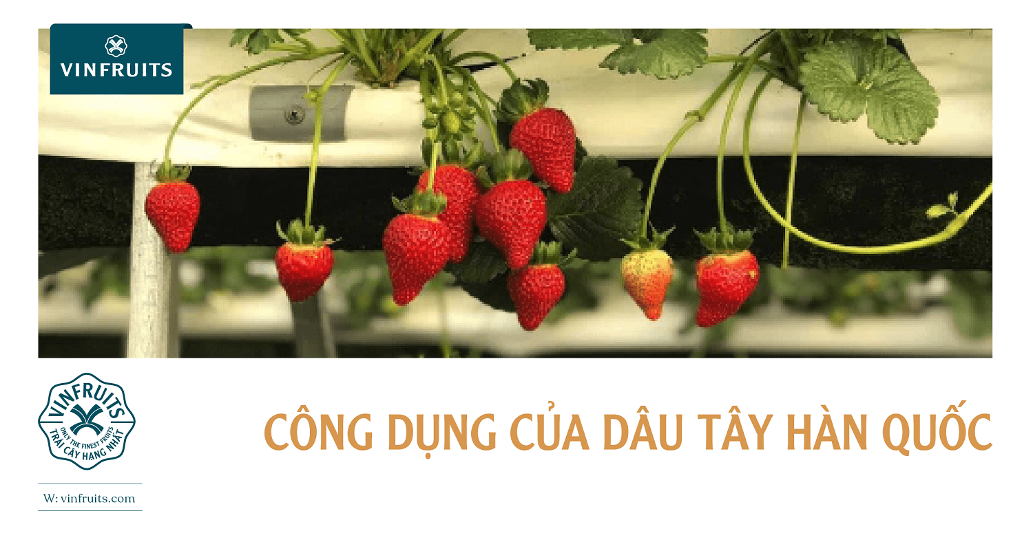 10 công dụng “bất bại” của dâu tây Hàn Quốc