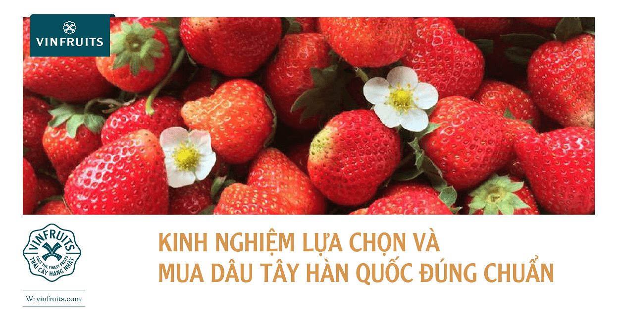 Kinh nghiệm lựa chọn và mua dâu tây Hàn Quốc đúng chuẩn