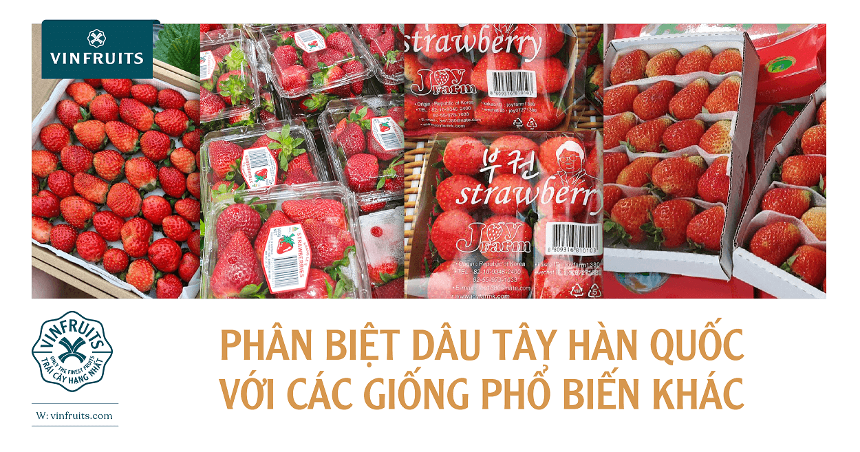 Phân biệt dâu tây Hàn Quốc với các giống phổ biến khác