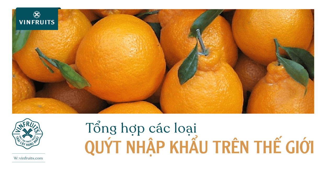Tổng hợp các loại quýt nhập khẩu trên thế giới