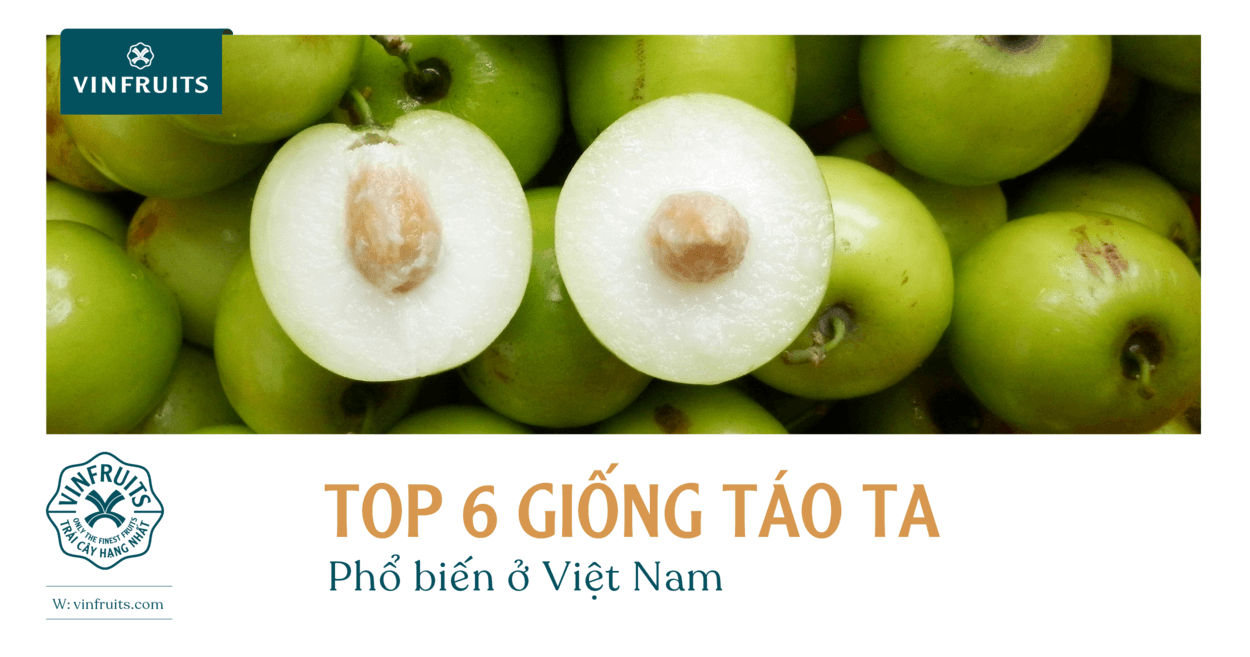 Top 6 giống táo ta phổ biến ở Việt Nam