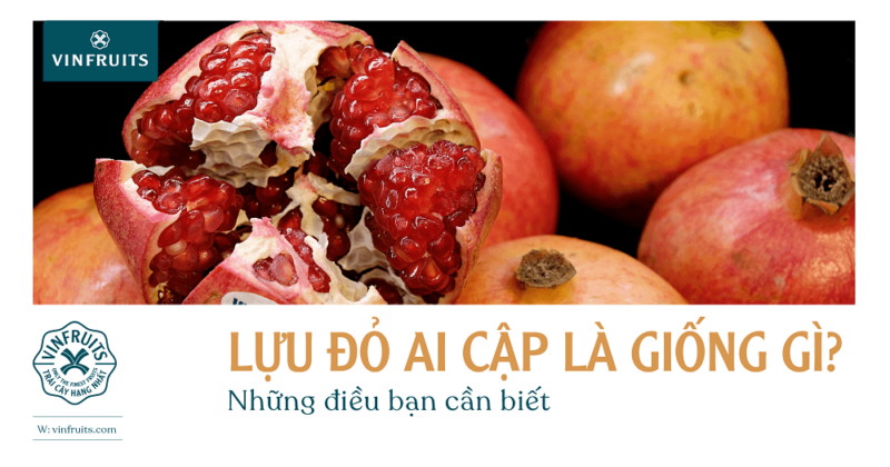 lựu đỏ Ai Cập VinFruits