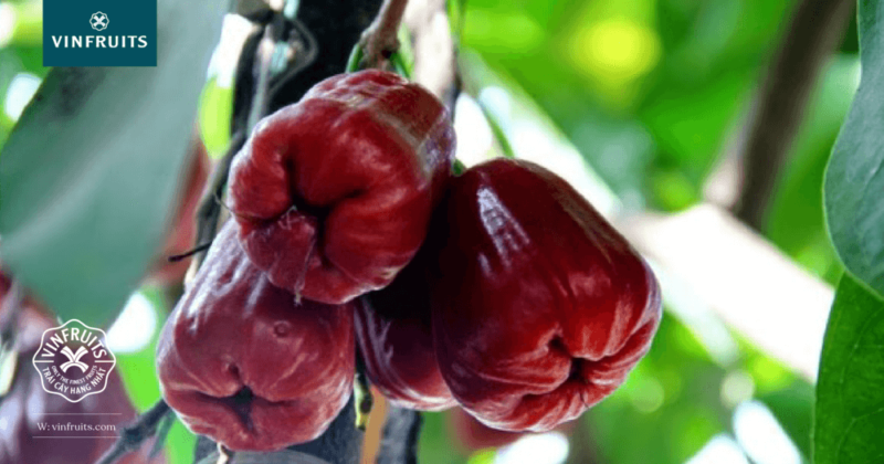 nguồn gốc cây trồng mận An Phước