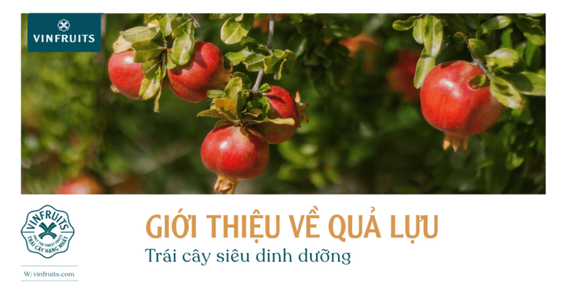 quả lựu VinFruits