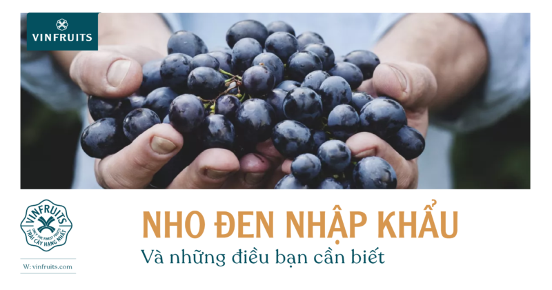 Nho đen nhập khẩu và những điều bạn cần biết